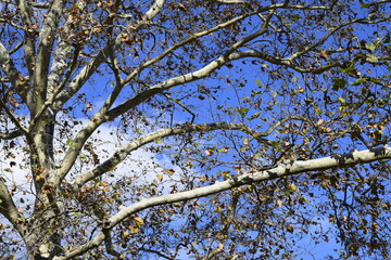 branches of a tree against sky