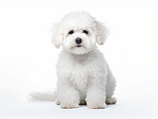 Obraz premium Bichon frisé Studio Shot Isolated on Clear Background, Generative AI