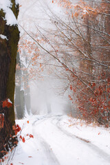 Zimowa aleja wśród drzew, mglisty świt - obrazy, fototapety, plakaty