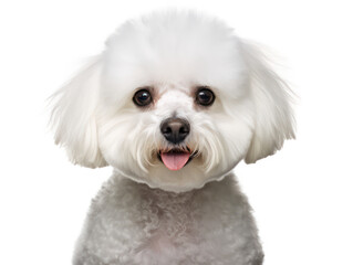 Obraz premium Bichon frisé Studio Shot Isolated on Clear Background, Generative AI