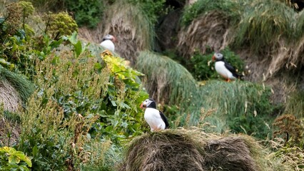 Puffins on the cliff, Iceland