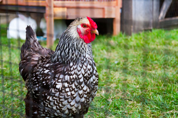 Daylight View of Patterned Chicken in Rural Tennessee Coop