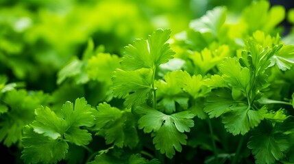Fototapeta na wymiar A selective focus and blurry background are present in this photo of green parsley in the garden