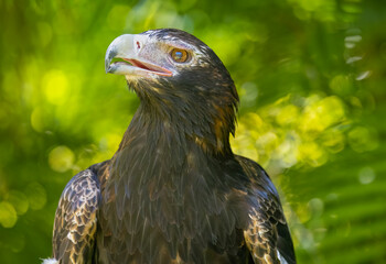 Portrait of a Wedge Tailed Eagle in Natural Captive Habitat, Queensland, Australia