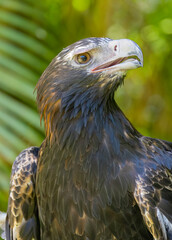 Portrait of a Wedge Tailed Eagle in Natural Captive Habitat, Queensland, Australia