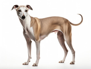 Whippet Dog Studio Shot Isolated on Clear Background, Generative AI