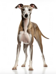 Obraz premium Whippet Dog Studio Shot Isolated on Clear Background, Generative AI