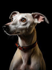 Whippet Dog Studio Shot Isolated on Clear Background, Generative AI