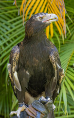 Portrait of a Wedge Tailed Eagle in Natural Captive Habitat, Queensland, Australia