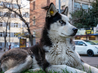 Husky breed stray dog with the yellow tag on the ear, lying on the grass in the street, on the blurred city background.