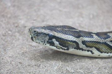 Dunkler Tigerpython / Burmese python / Python molurus bivittatus