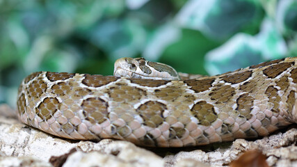 Mexikanische Lanzenkopf-Klapperschlange / Mexican lance-headed rattlesnake  / Crotalus polystictus