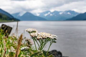 Wildflowers Along Highway Along Turnagain Arm in Alaska