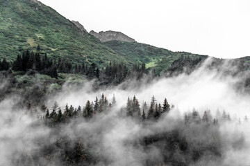 Fog Creeping Through Forest on Mountainside in Kenai Fjords National Park in Alaska