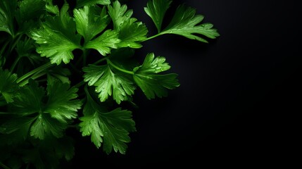 Fresh coriander branches are seen from the top with a black background.