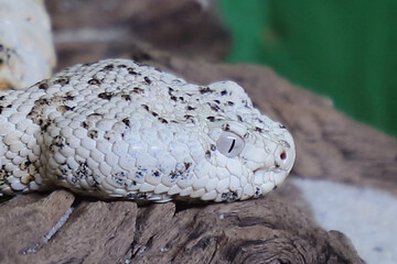 Gefleckte Klapperschlange / Speckled rattlesnake or Mitchell's rattlesnake  / Crotalus mitchellii pyrrhus
