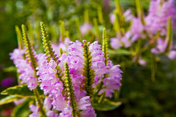 Vibrant Purple Flowers Midwest Garden Close-Up