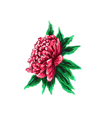 Pink peony hand drawn pictorial illustration