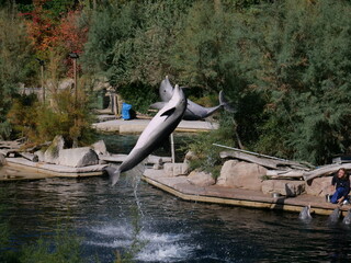 person with a dolphin