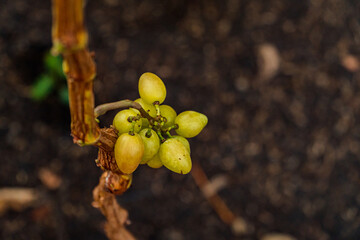 Close-up of grapes hanging on a branch. Hanging grapes. Grape farming. Wine farm. Grapes with...