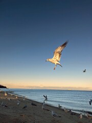 Seagulls soar and mill about the sandy beach, basking in the glow of the sunset that casts a warm light over the tranquil seascape.