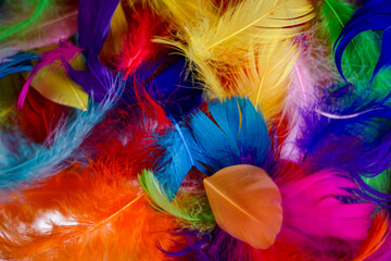 Fototapeta na wymiar Colorful feathers as a background. 