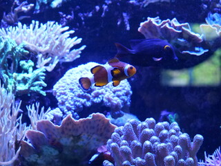coral reef in aquarium