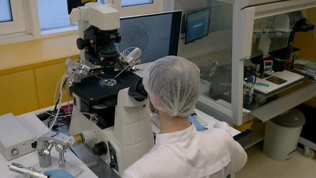 IVF Embryologist Examines Human Egg Cells With Microscope. Embryologist Inspects Microscopic Egg Cells Image And Adjusts Knobs Of Microscope. Embryologist Monitors Health Of Egg Cells Under Microscope