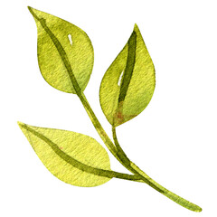 Watercolor illuustration of flower sketch