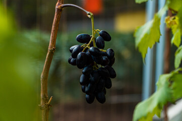 Close-up of grapes hanging on a branch. Hanging grapes. Grape farming. Wine farm. Grapes with Selective Focus on subject hanging from branch.
