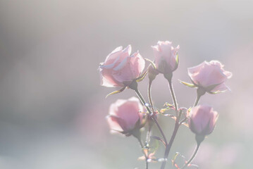 Obraz premium 空に向かって咲くピンクのバラ