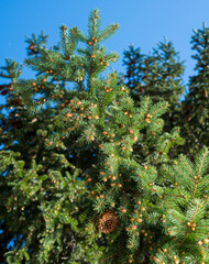 Fototapeta na wymiar Christmas tree branches with pine cones for background