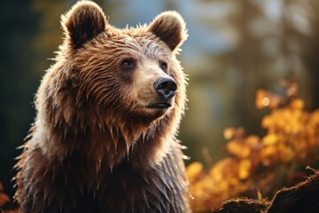 Fototapeta premium Wild brown bear