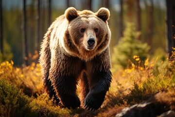 Fototapeta premium Wild brown bear