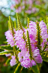 Pink Garden Blooms in Natural Light, Fort Wayne, Indiana Close-Up