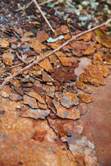 Rusted Decay and Nature Intersect in Urban Indiana Close-Up
