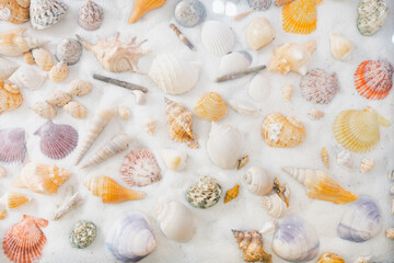 Set of different sea shells, corals and starfishes. Summer vacation collection, tropical beach shells.