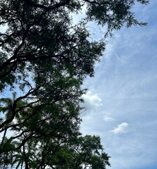 trees and sky