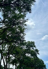 trees and sky