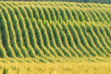 Corn rows pattern
