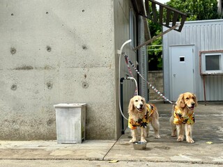 れと宿／ゴールデンレトニエル