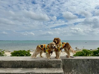 白保海岸／石垣島／ゴールデンレトニエル