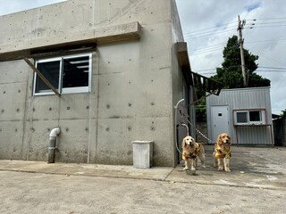 れと宿／ゴールデンレトニエル