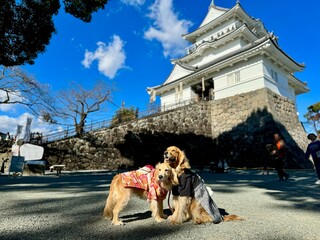 小田原城／ゴールデンレトニエル