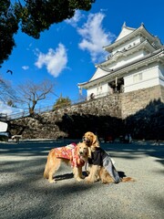 小田原城／ゴールデンレトニエル