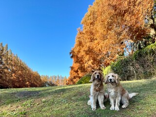 相模原公園／ゴールデンレトニエル