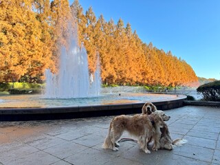 相模原公園／ゴールデンレトニエル
