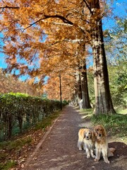 相模原公園／ゴールデンレトニエル