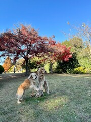 相模原公園／ゴールデンレトニエル