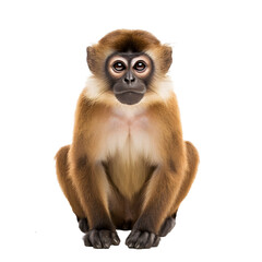 Brown monkey sitting isolated on white, transparent cutout